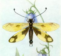Ascalaphus macaronius