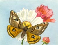 Eudia pavonia (Linnaeus, 1761) Fluturele ochi de paun mic