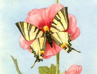 Iphiclides podalirius (Linnaeus, 1758) Fluturele podaliriu