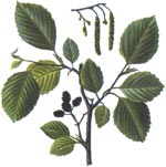 Alnus incana (L.) Moench (Betulaceae) Arin alb