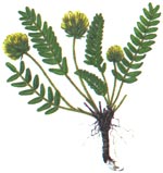 Astragalus dasyanthus Pall. (Fabaceae) Cosaci 