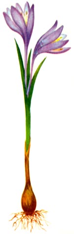 Bulbocodium versicolor (KerGawl.) Spreng. (Melanthiaceae) Bulbocodiu diversicolor 