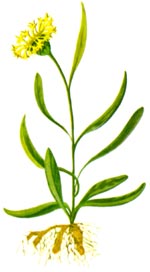 Centaurea thirkei Sch. Bip. (Asteraceae) Albastrita Tirke 
