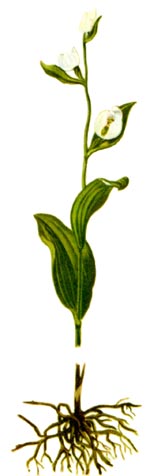 Cephalanthera damasonium (Mill.) Druce (Orchidaceae) Capsunita grandiflora 