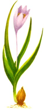 Colchicum triphyllum G.Kunze =C.ancyrense B.L. Burtt (Melanthiaceae) Brandusa trifila 