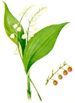 Convallaria majalis L. (Convallariaceae) Lacramioare 
