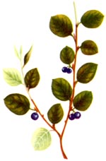 Cotoneaster melanocarpus Fisch. ex Blytt (Rosaceae) Barcoace neagra 