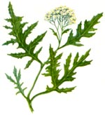 Crambe tataria Sebeok (Brassicaceae) Hodolean tataresc 