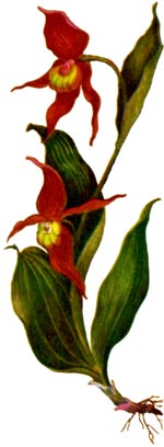 Cypripedium calceolus L. (Orchidaceae) Papucul doamnei 