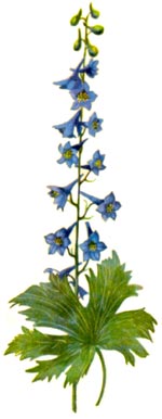 Delphinium fissum Waldst. et Kit. (Ranunculaceae) Nemtisor fisurat