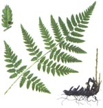 Dryopteris carthusiana (Vill.) H.P. Fuchs (Dryopteridaceae) Feriga cartuziana 