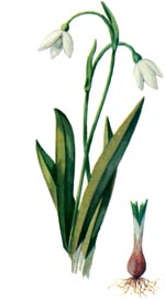 Galanthus nivalis L. (Amaryllidaceae) Ghiocel alb 
