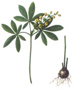 Gymnospermium odessanum (DC.) Takht. (Berberidaceae) Gymnospermiu de Odesa 