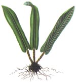 Phyllitis scolopendrium (L.) Newm. (Aspleniaceae) Limba cerbului 