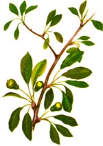 Pyrus elaeagrifolia Pall. (Rosaceae) Par-de-Dobrogea 