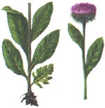 Stemmacantha serratuloides (Georgi) M. Dittrich = Rhaponticum serratuloides (Georgi) Bobr. (Asteraceae) Stevie turceasca 