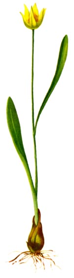 Tulipa biebersteiniana Schult. et Schult. fil. (Liliaceae) Laleaua Biberstein 