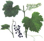 Vitis sylvestris C.C. Gmel. (Vitaceae) Vita-de-padure 