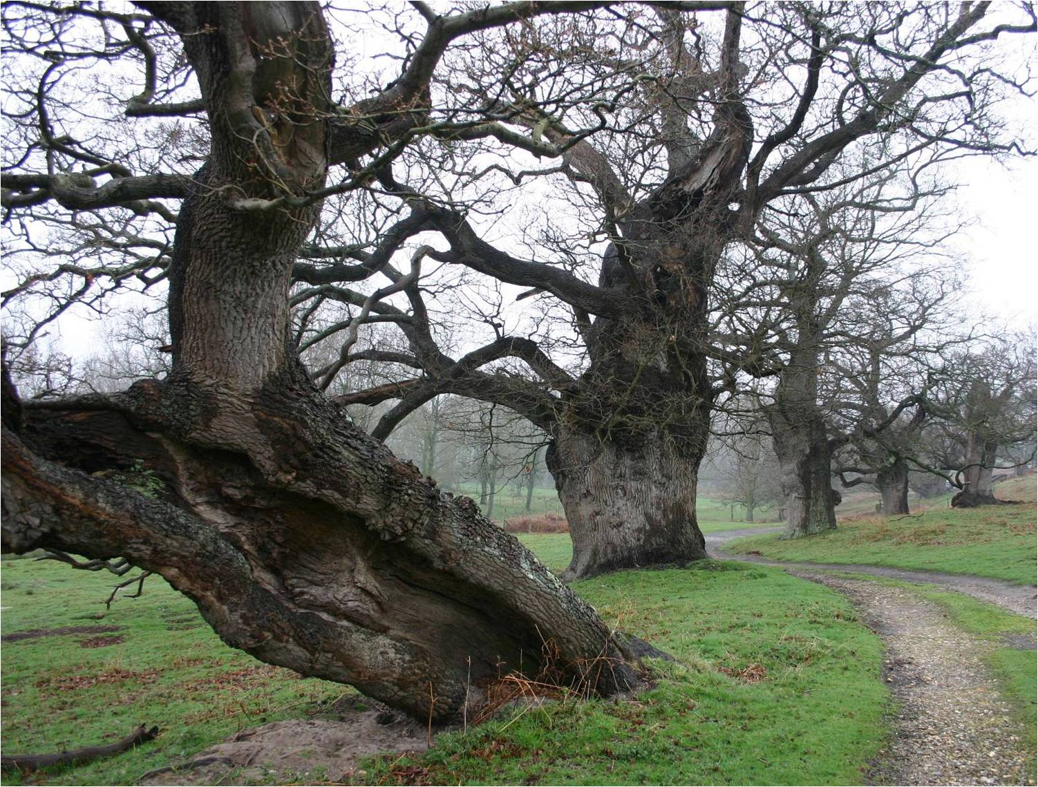 В парке старинном деревья. Старое дерево. Древнее дерево. Самый большой дуб. Древнее дерево в Латвии.